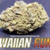 Hawaiian Runtz Strain | Premium Tropical Hybrid | Moonrock Online Shop Hawaiian Runtz strain by Moonrock Online Shop – neon green cannabis buds with purple hues, sticky trichomes, and tropical fruit accents on packaging