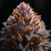 Purple Haze Creative Inspiration Strong Purple Haze Weed for Creative Sessions | Moonrock Online Shop