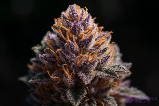 Purple Haze Creative Inspiration Strong Purple Haze Weed for Creative Sessions | Moonrock Online Shop