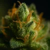 Lab-Tested Jack Herer Delivery Order Jack Herer Marijuana - Discreet Nitrogen-Sealed Delivery | Moonrock Online Shop