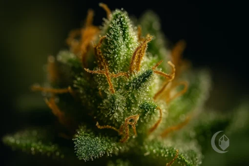 Order Jack Herer Marijuana - Discreet Nitrogen-Sealed Delivery | Moonrock Online Shop
