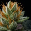 White Widow Close-Up | Trichomes on Fire – Moonrock Online Shop Ultra-macro shot of White Widow cannabis bud showing frosty trichomes and orange hairs – Buy White Widow Strain from Moonrock Online Shop