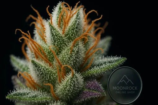 White Widow Close-Up | Trichomes on Fire – Moonrock Online Shop Ultra-macro shot of White Widow cannabis bud showing frosty trichomes and orange hairs – Buy White Widow Strain from Moonrock Online Shop