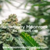 Premium Strawberry Moonrock Cannabis Wholesale | High-THC, Bulk Pricing Strawberry Moonrock Cannabis Product - AAA Flower Dipped in Concentrates & Kief | Lab-Tested & Compliant