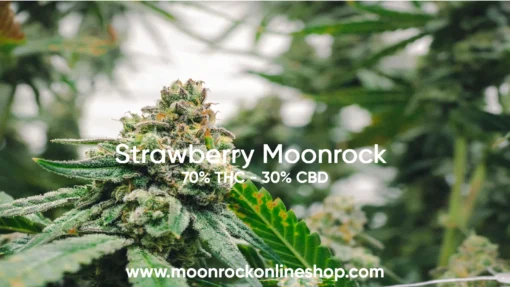 Premium Strawberry Moonrock Cannabis Wholesale | High-THC, Bulk Pricing Strawberry Moonrock Cannabis Product - AAA Flower Dipped in Concentrates & Kief | Lab-Tested & Compliant