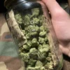 Close-up of Purple Moonrocks from Moonrock Online Shop, showcasing AAA-grade purple cannabis buds coated in hash oil and kief