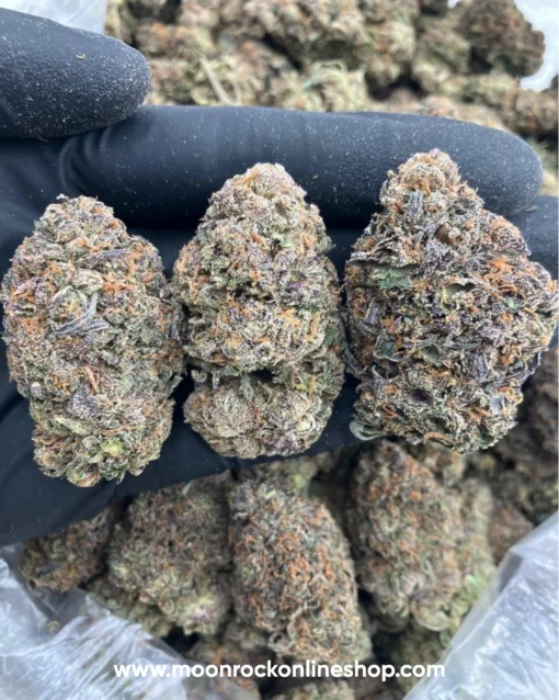 Sharklato Runtz 2025 Hybrid strain close-up in glass jar | Lab-tested organic cannabis