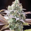 Gruntz Strain cannabis buds by Moonrock Online Shop – neon green buds with purple hues, sticky trichomes, and tropical fruit-themed packaging.