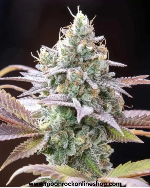 Gruntz Strain cannabis buds by Moonrock Online Shop – neon green buds with purple hues, sticky trichomes, and tropical fruit-themed packaging.