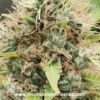 Frosties Runtz Strain β Premium Lab-Tested Hybrid Cannabis | Moonrock Frosties Runtz hybrid cannabis strain with dense frosty buds, purple hues, and resinous trichomes | Moonrock Online Shop