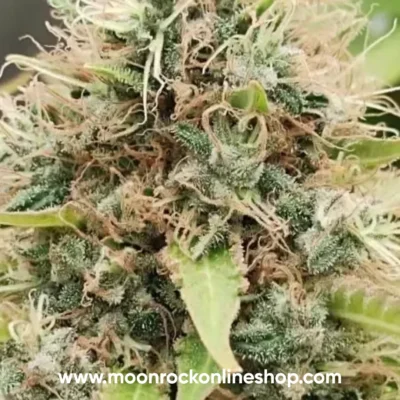 Frosties Runtz hybrid cannabis strain with dense frosty buds, purple hues, and resinous trichomes | Moonrock Online Shop