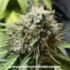 Frosties Runtz Strain β Premium Lab-Tested Hybrid Cannabis | Moonrock Frosties Runtz hybrid cannabis strain with dense frosty buds, purple hues, and resinous trichomes | Moonrock Online Shop