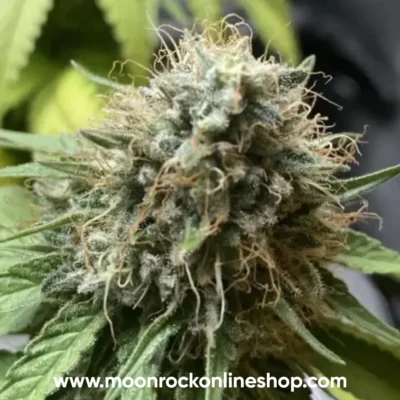 Frosties Runtz hybrid cannabis strain with dense frosty buds, purple hues, and resinous trichomes | Moonrock Online Shop