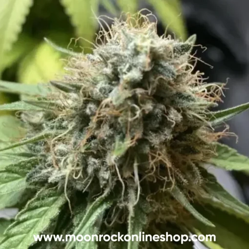 Frosties Runtz Strain β Premium Lab-Tested Hybrid Cannabis | Moonrock Frosties Runtz hybrid cannabis strain with dense frosty buds, purple hues, and resinous trichomes | Moonrock Online Shop