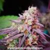 Frosties Runtz Strain β Premium Lab-Tested Hybrid Cannabis | Moonrock Frosties Runtz hybrid cannabis strain with dense frosty buds, purple hues, and resinous trichomes | Moonrock Online Shop