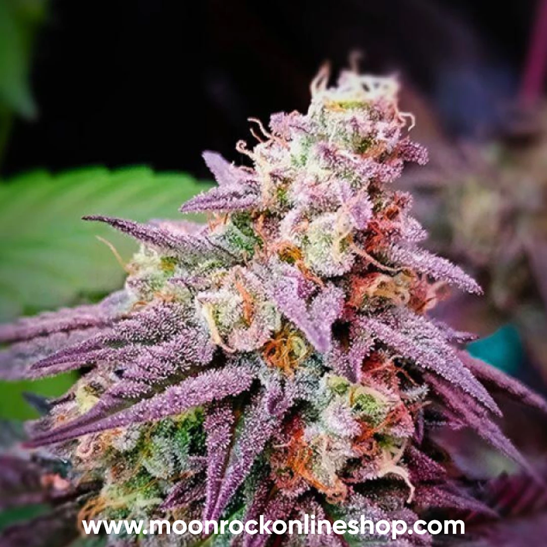 Frosties Runtz hybrid cannabis strain with dense frosty buds, purple hues, and resinous trichomes | Moonrock Online Shop