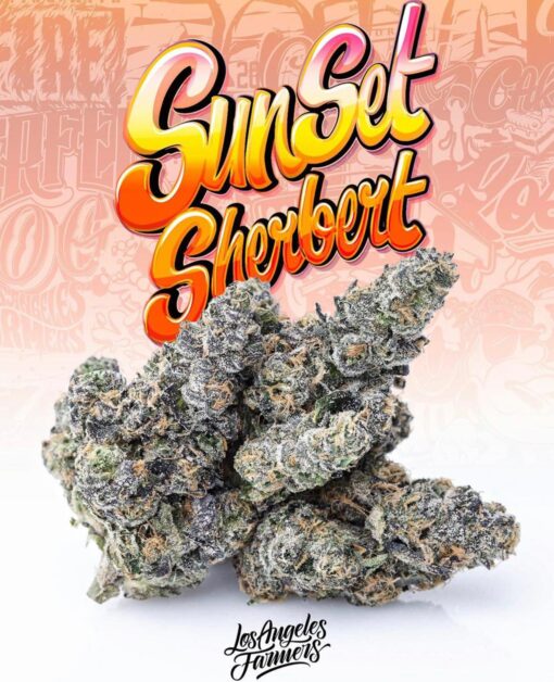 Buy Jungle boys sunset Sherbert