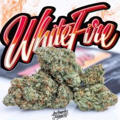 white fire jungleboys white fire jungleboys