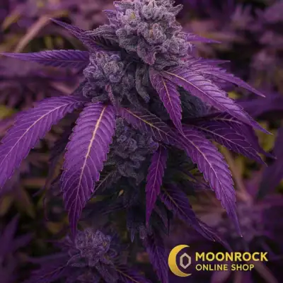 Purple cannabis moonrocks style indica flower bud close-up with dense trichomes — premium Moonrock Online Shop