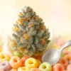 Premium Berner Cereal Milk Cookies Buds Berner Cereal Milk Cookies frosted cannabis buds on cereal background - Moonrock Online Shop