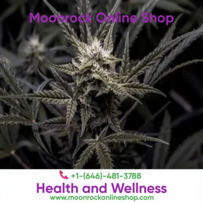 Buy Zkittlez Strain Online β Moonrock Premium Hybrid Cannabis
