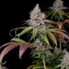 Zkittlez Strain Premium Hybrid Cannabis Zkittlez Strain Hybrid Cannabis – Tropical Flavor & Frosty Trichomes | Moonrock Online Shop