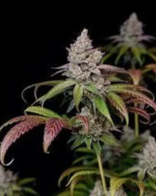 Zkittlez Strain Hybrid Cannabis β Tropical Flavor & Frosty Trichomes | Moonrock Online Shop