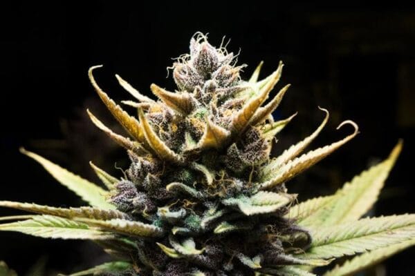 Moonrock infused cannabis trichome texture macro potency visual