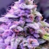 Premium Purple Moonrocks from Moonrock Online Shop – Lab-Tested Luxury Cannabis
