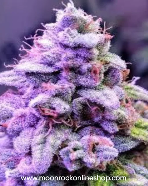 Premium Purple Moonrocks from Moonrock Online Shop – Lab-Tested Luxury Cannabis