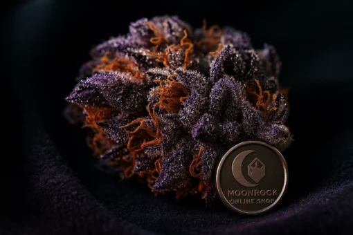Granddaddy Purple Indica Close-Up Trichomes | Moonrock Premium Cannabis Buy Granddaddy Purple Indica - 28.3% THC Frosted Buds | Moonrock Online Shop