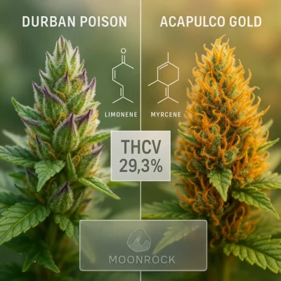 Durban Poison vs Acapulco Gold Landrace Sativa StrainsMoonrock Genetics