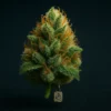 Premium Durban Poison Buds - 24% THC Landrace Sativa | Moonrock Online Shop