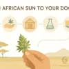 Durban Poison Journey: Farm to Lab to Door Infographic | Moonrock