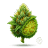 Durban Poison Sativa Flower Isolated on Transparent Background | Moonrock