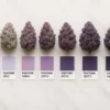 Granddaddy Purple Color Range (Pantone PMS 5265C-669C) | Moonrock Genetics Premium Granddaddy Purple Indica Strain Color Spectrum | Moonrock Cultivars