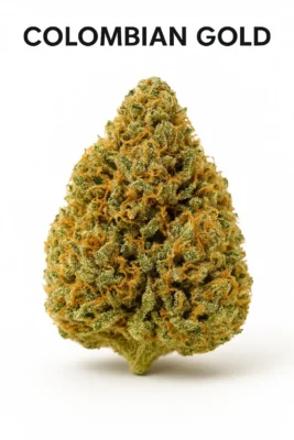Close-up photo of the Colombian Gold cannabis strain showing dense, golden-green buds with orange pistils and frosty trichomes, COA verified and sold by Moonrock Online Shop.