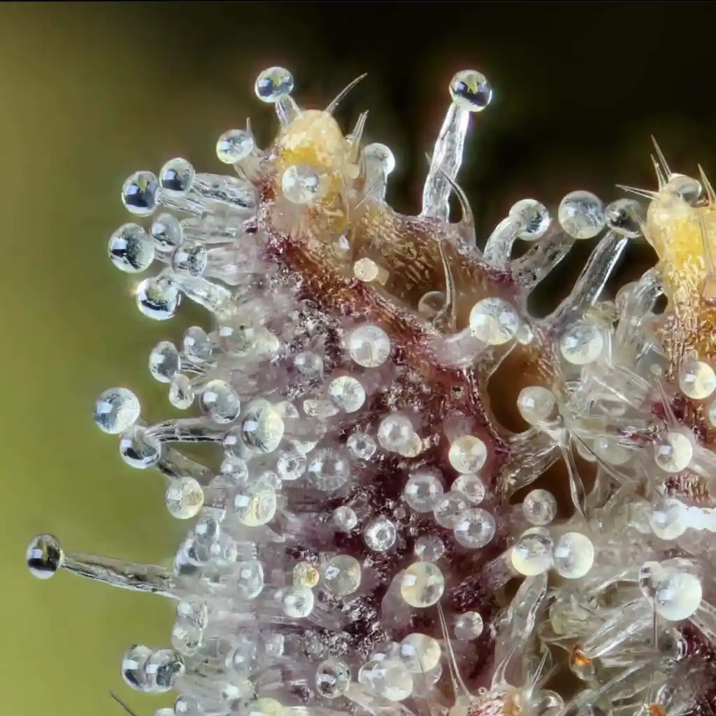 Cannabis plant growth