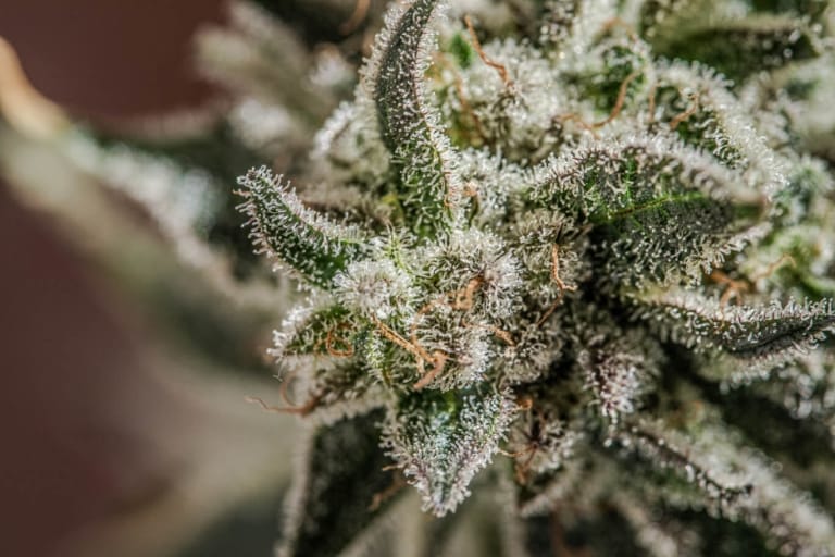 Cannabis trichomes close-up