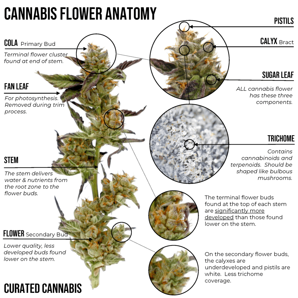 Cannabis flower anatomy