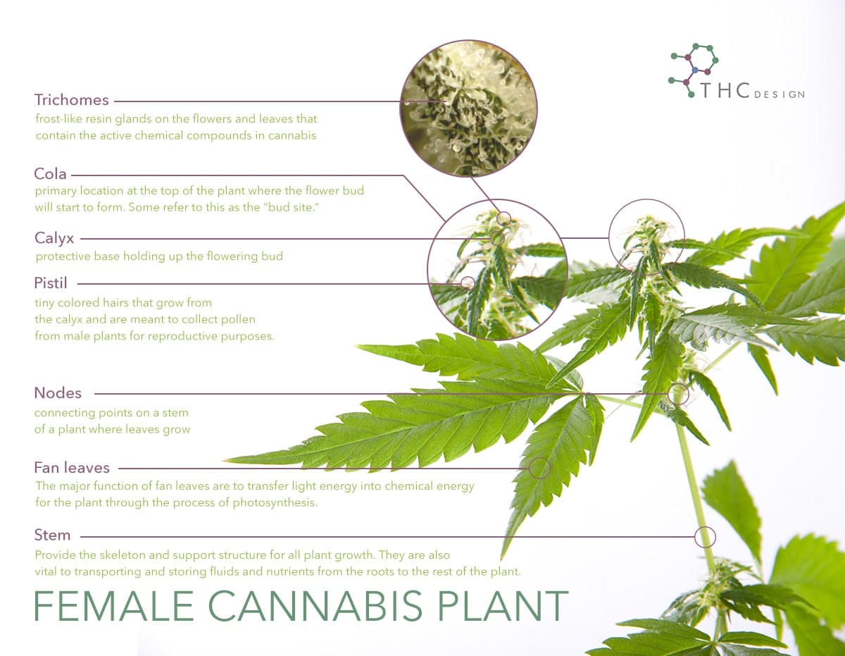Cannabinoids and terpenes