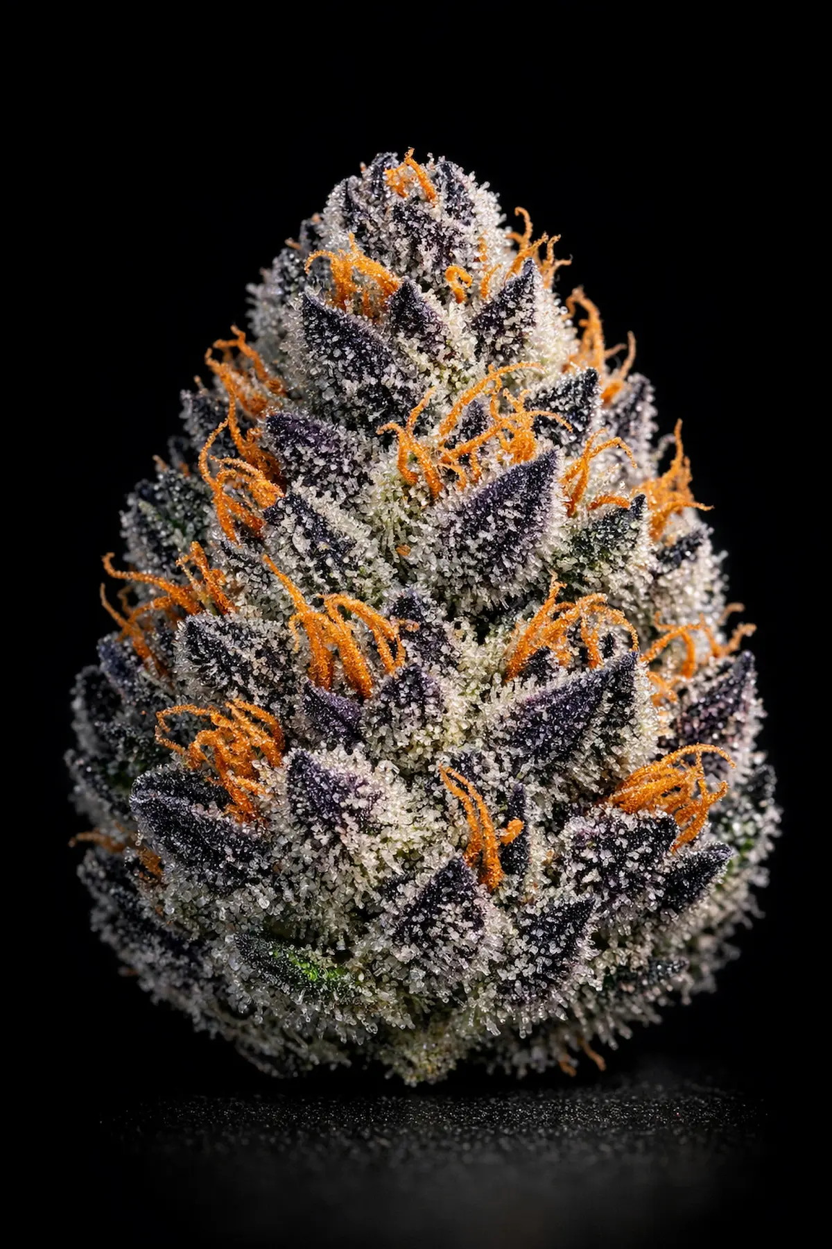Gelato strain collection — gelato strain types showing trichome-rich Gelato 41 hybrid flower at Moonrock Online Shop