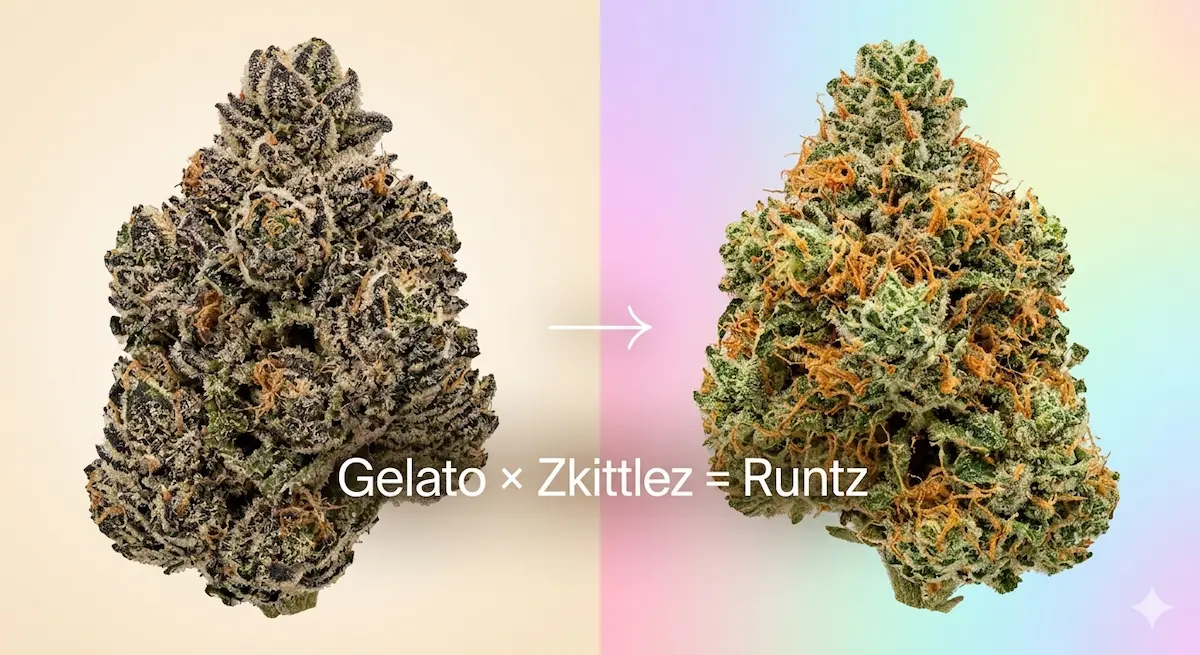 Gelato strain collection — gelato cannabis strains vs Runtz: dessert-creamy Gelato and candy-sweet Runtz comparison