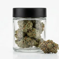 Godfather OG's dense, trichome-rich bud with signature purple undertones. Buy Godfather OG online, close-up of a frosty purple-tinged Godfather OG bud