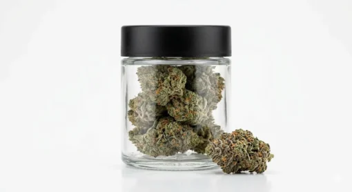 Godfather OG's dense, trichome-rich bud with signature purple undertones. Buy Godfather OG online, close-up of a frosty purple-tinged Godfather OG bud