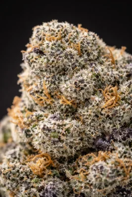 Ice Cream Cake THCA flower extreme macro showing dense white trichomes orange pistils and purple undertones