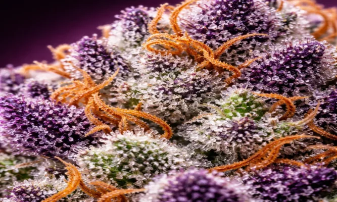 Extreme macro of Strawberry Shortcake cannabis strain showing purple calyx, orange pistils and crystal white trichomes